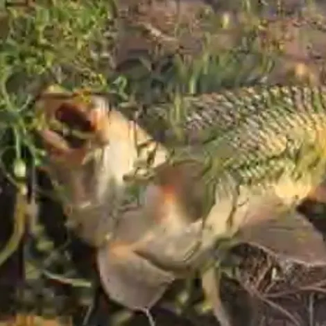 Common carp caught on Fishbrain
