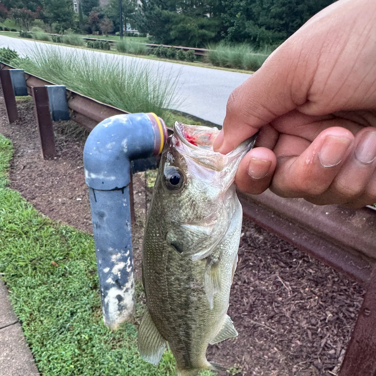 Fish caught on Fishbrain