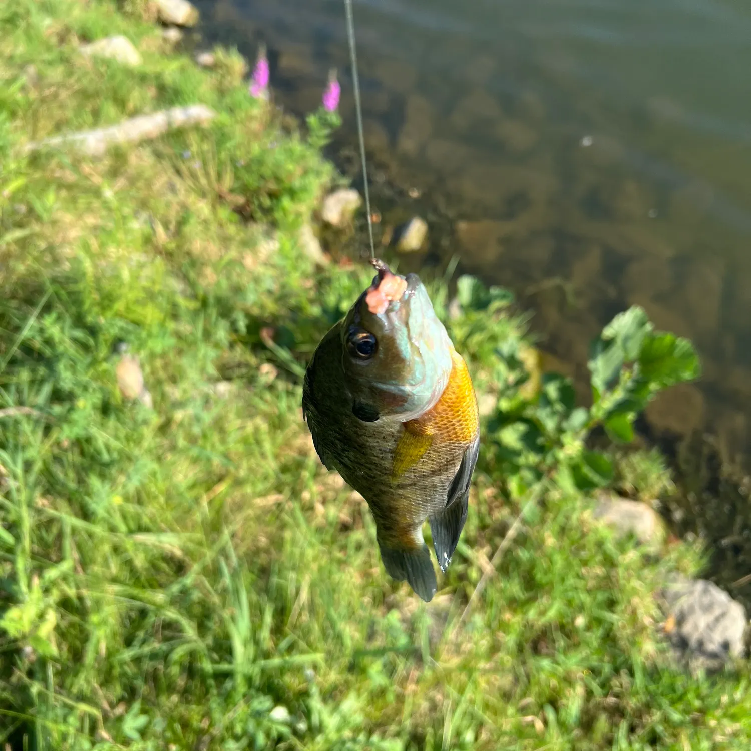 Bluegill caught on Fishbrain
