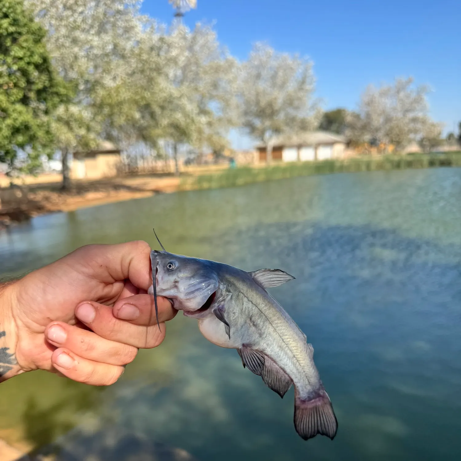 Black bullhead caught on Fishbrain