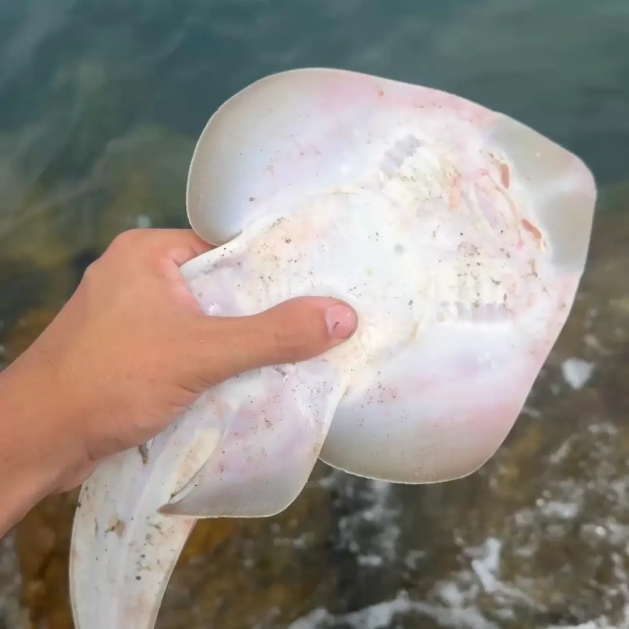 The most recent Brown guitarfish catches on Fishbrain