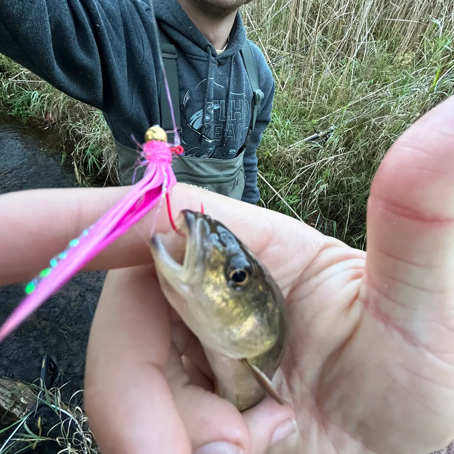 Creek chub caught on Fishbrain