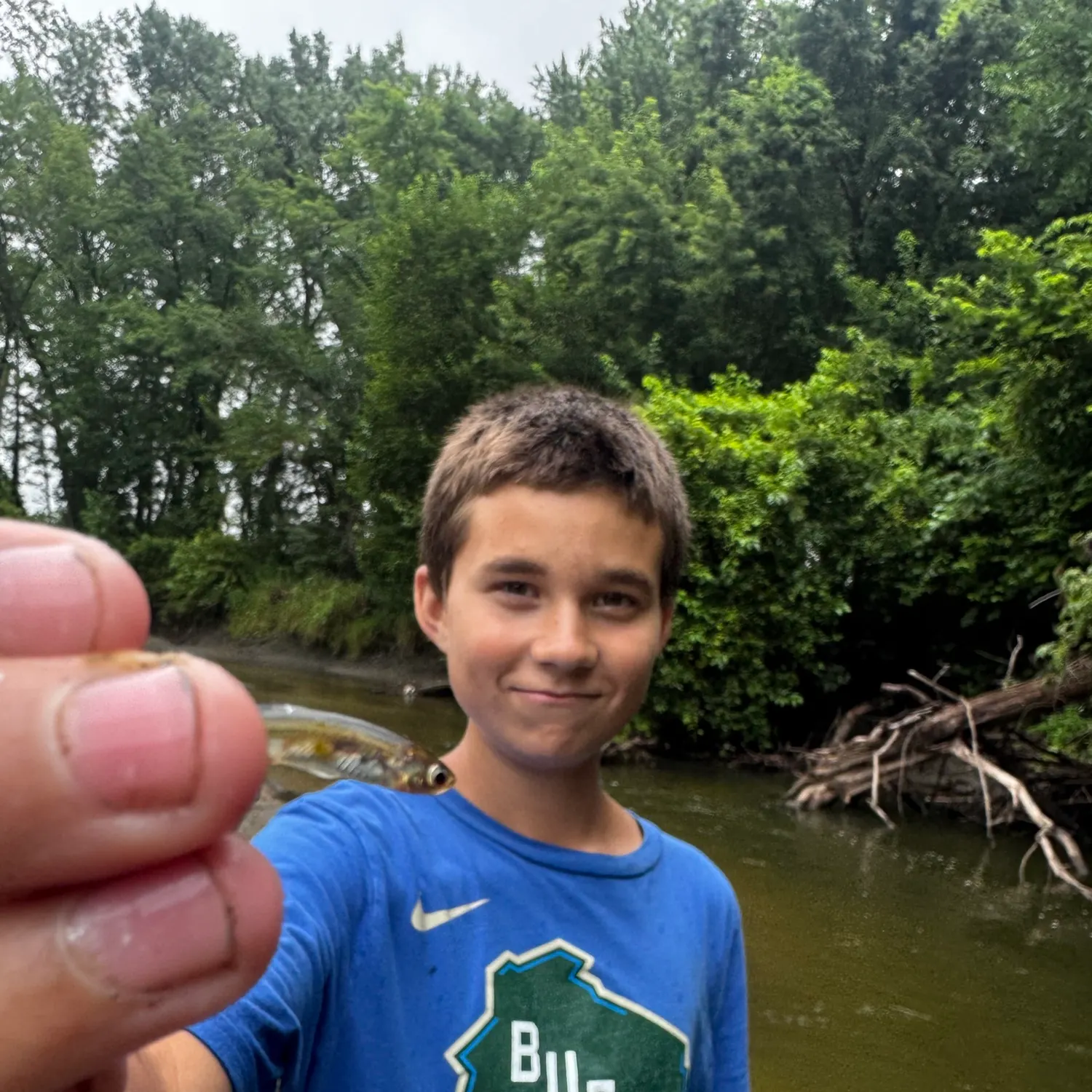 The most recent Brook silverside catches on Fishbrain