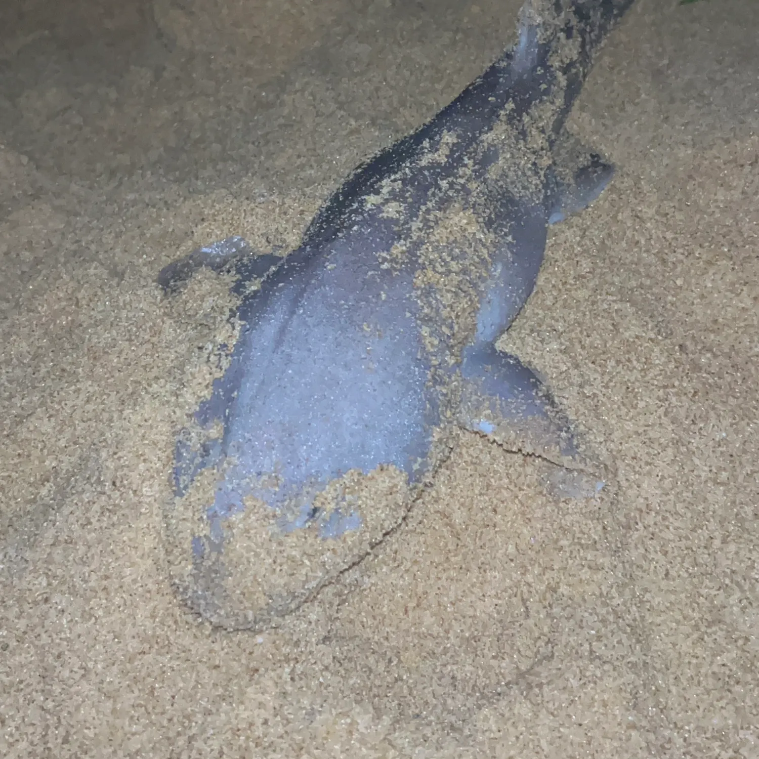 The most recent Blind shark catches on Fishbrain