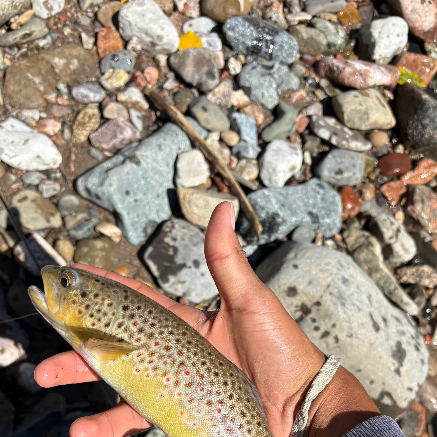 Brown trout caught on Fishbrain