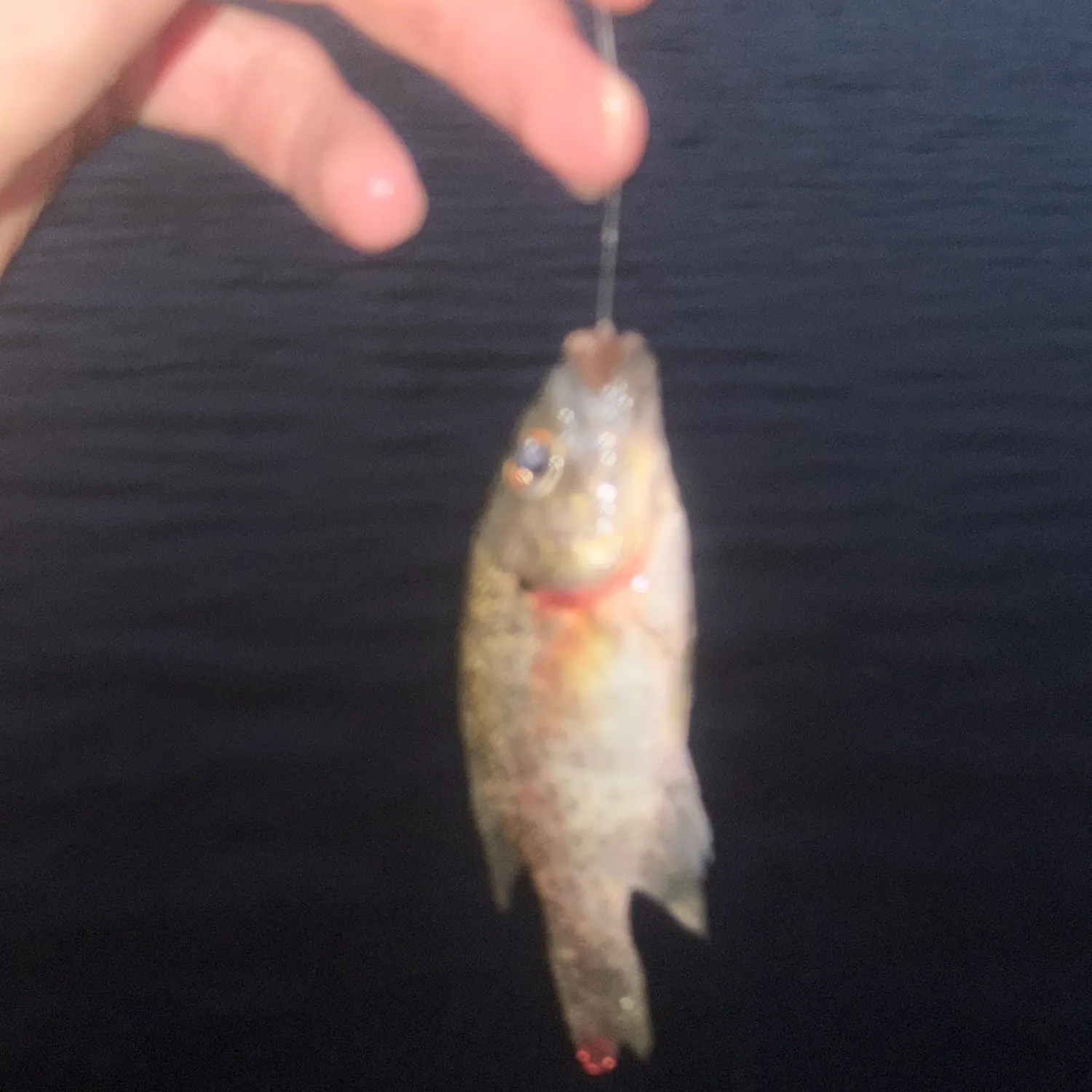 Rock bass caught on Fishbrain
