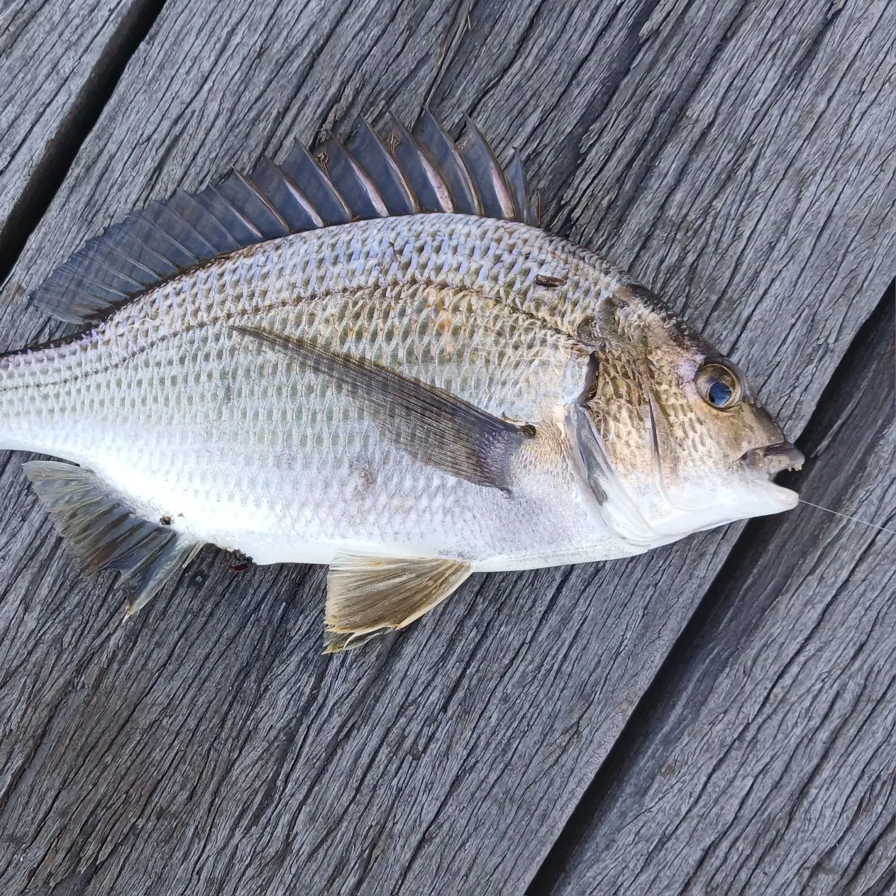 Southern black bream caught on Fishbrain