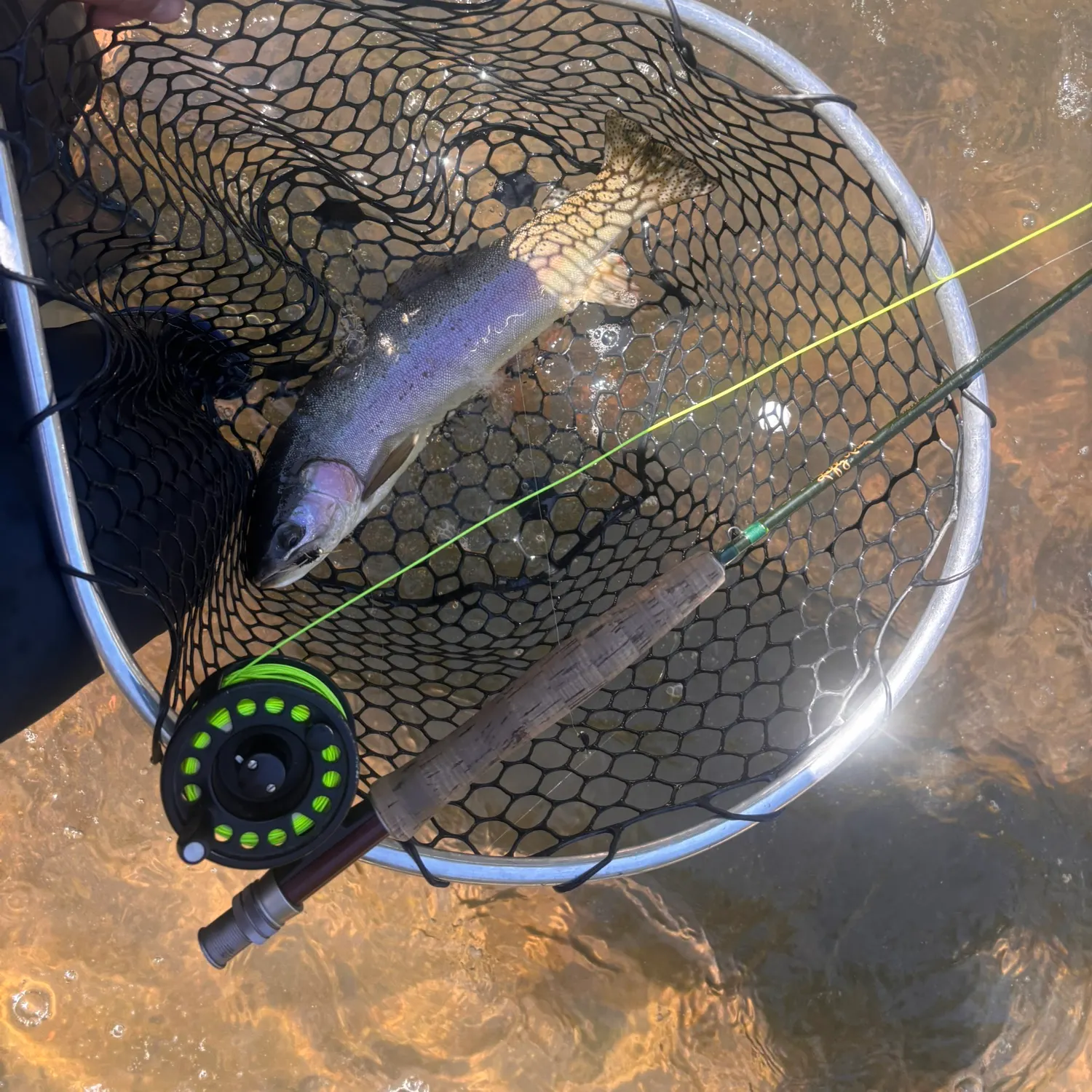 Rainbow trout caught on Fishbrain