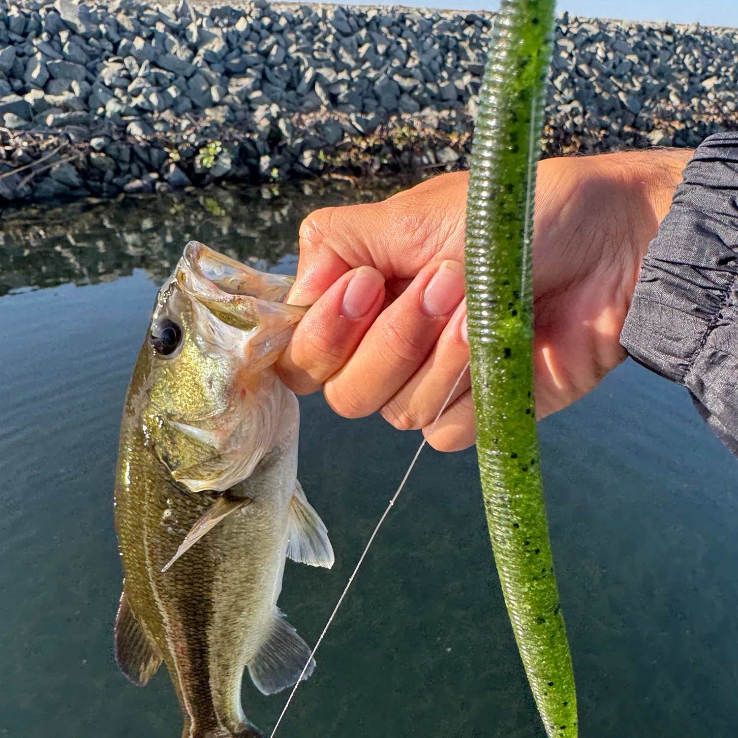 Largemouth bass caught on Fishbrain