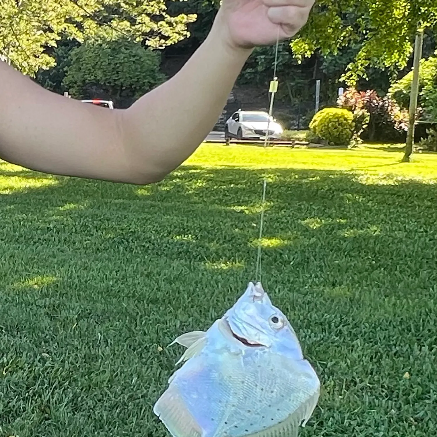 The most recent Spotted sicklefish catches on Fishbrain