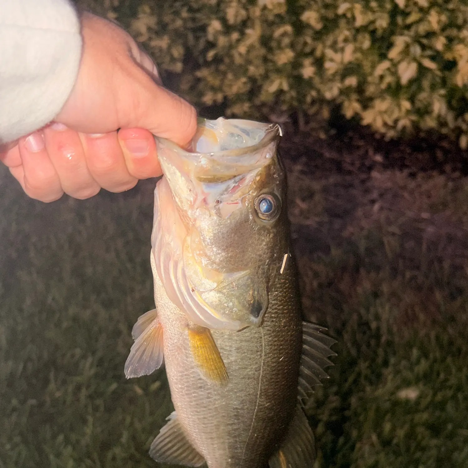 The most recent Largemouth bass catches on Fishbrain