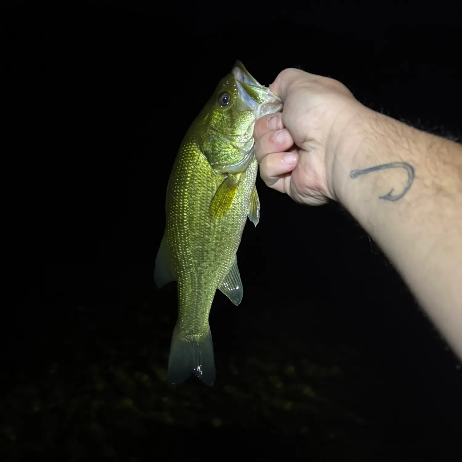 Largemouth bass caught on Fishbrain