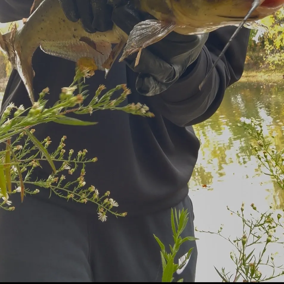 Channel catfish caught on Fishbrain