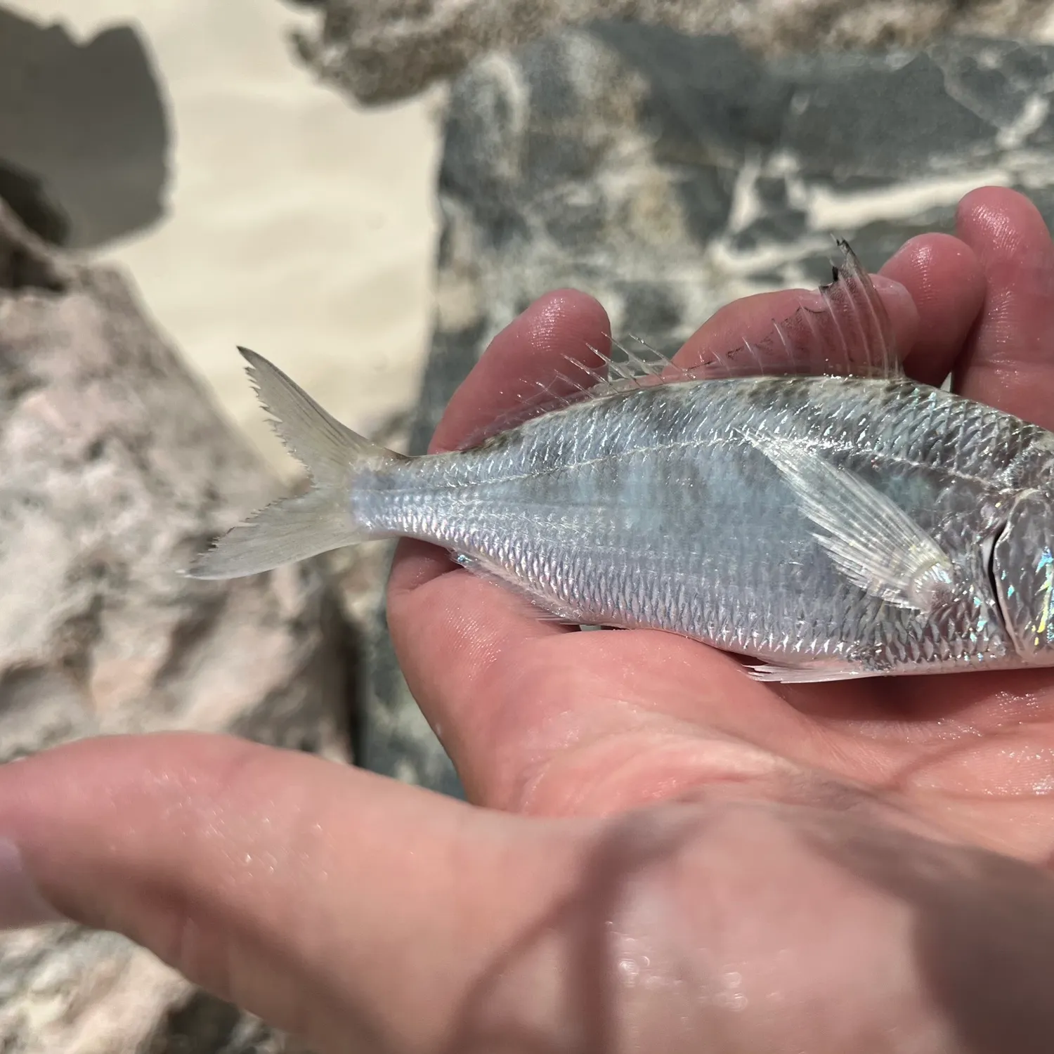 The most recent Slender mojarra catches on Fishbrain