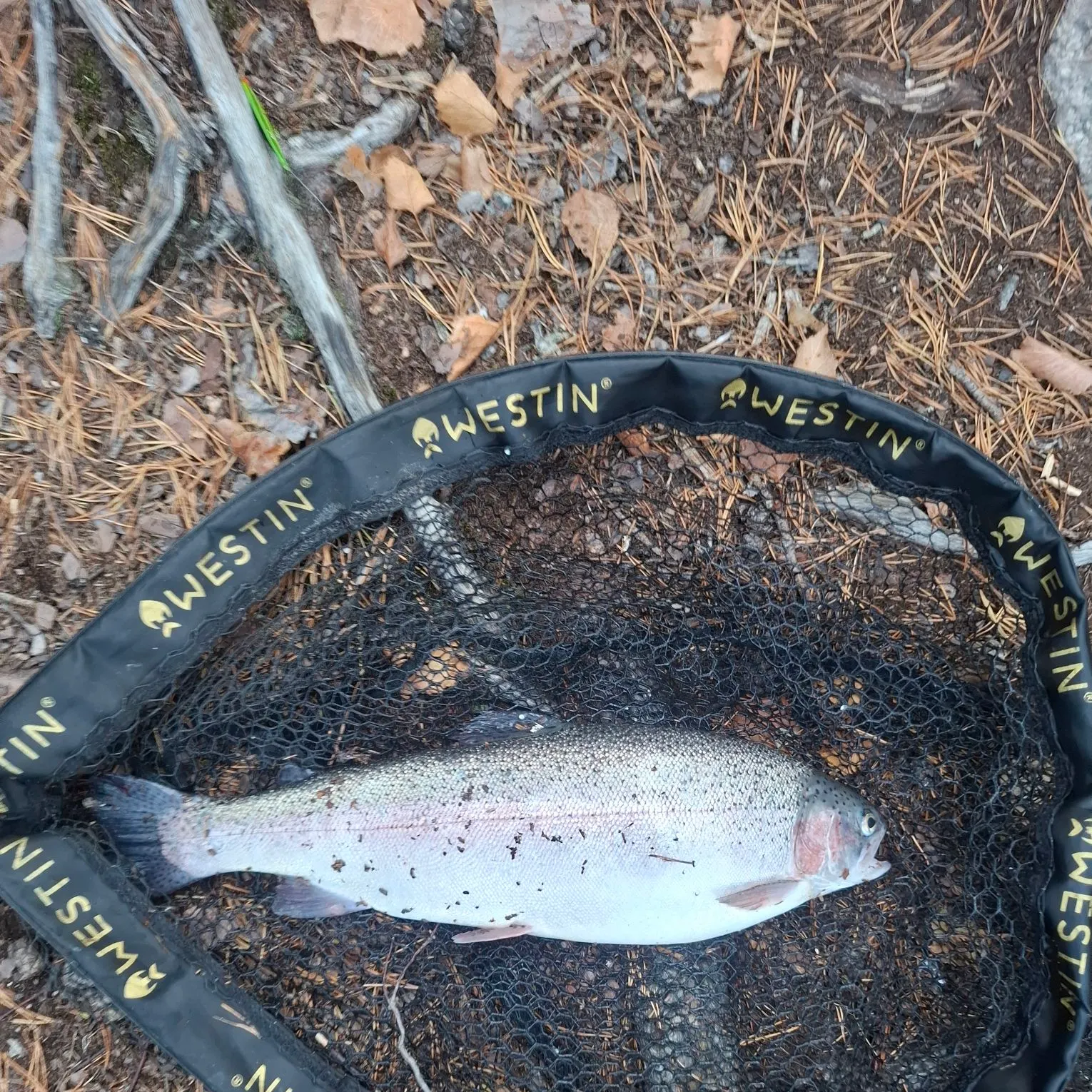 Rainbow trout caught on Fishbrain