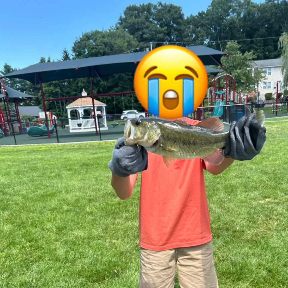 Largemouth bass caught on Fishbrain