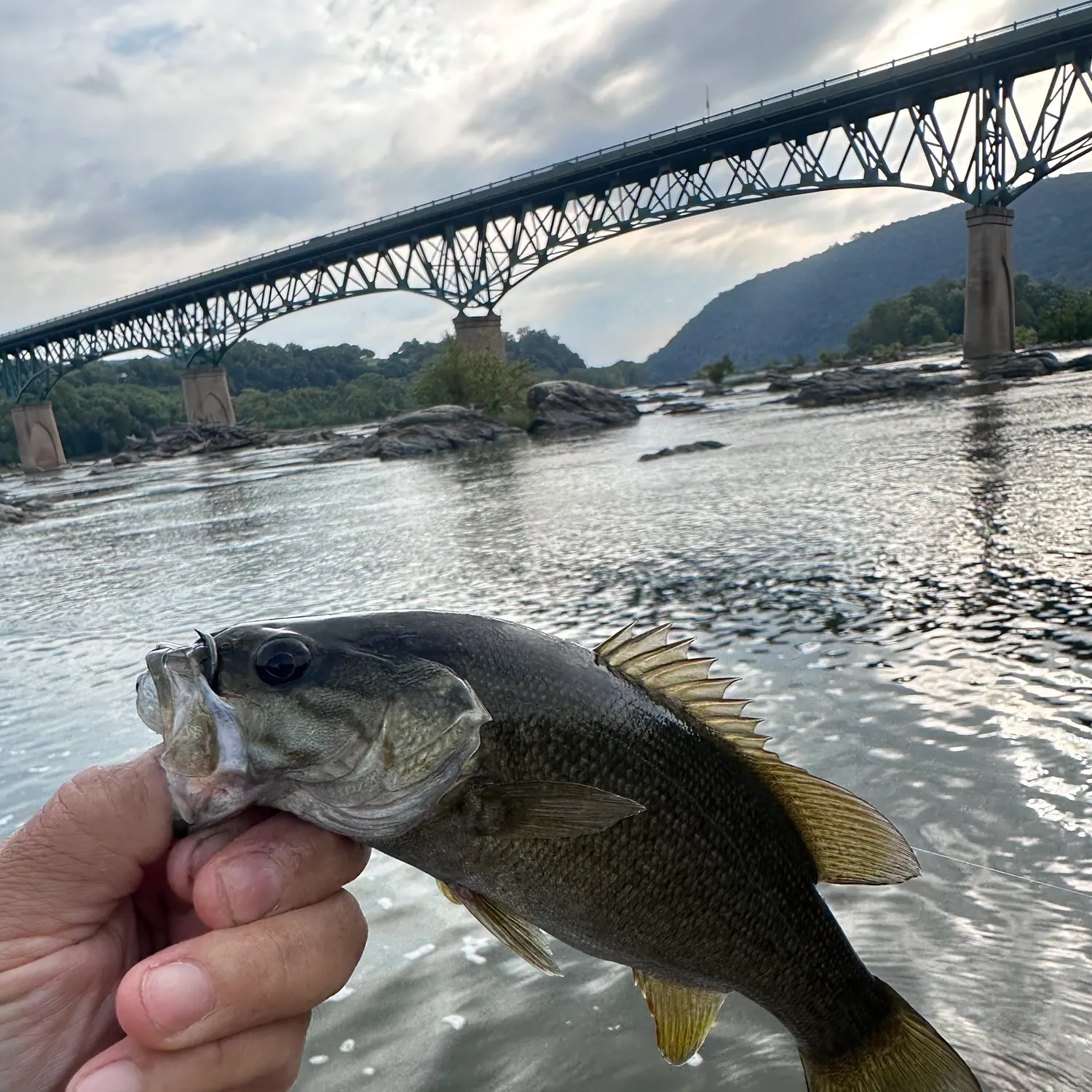 Smallmouth bass caught on Fishbrain
