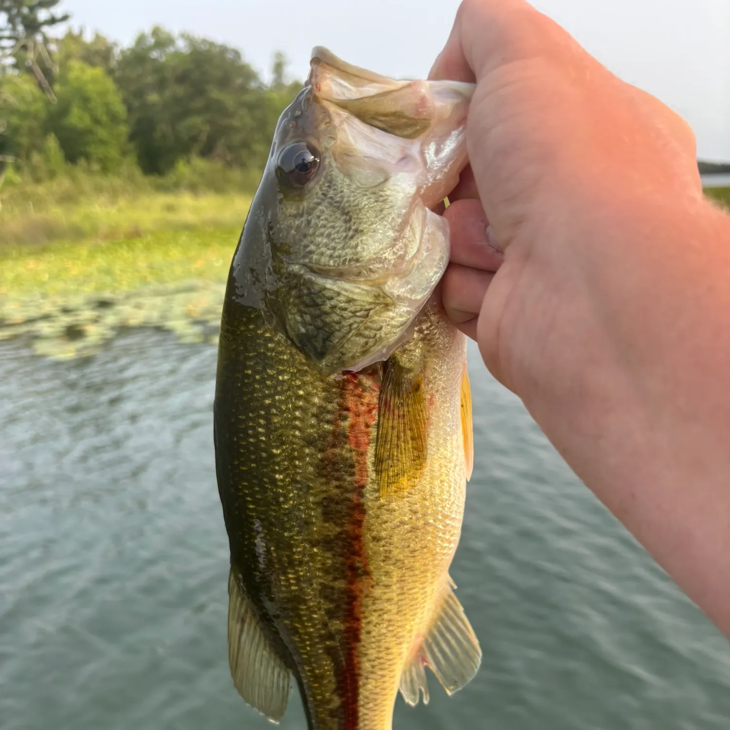Largemouth bass caught on Fishbrain
