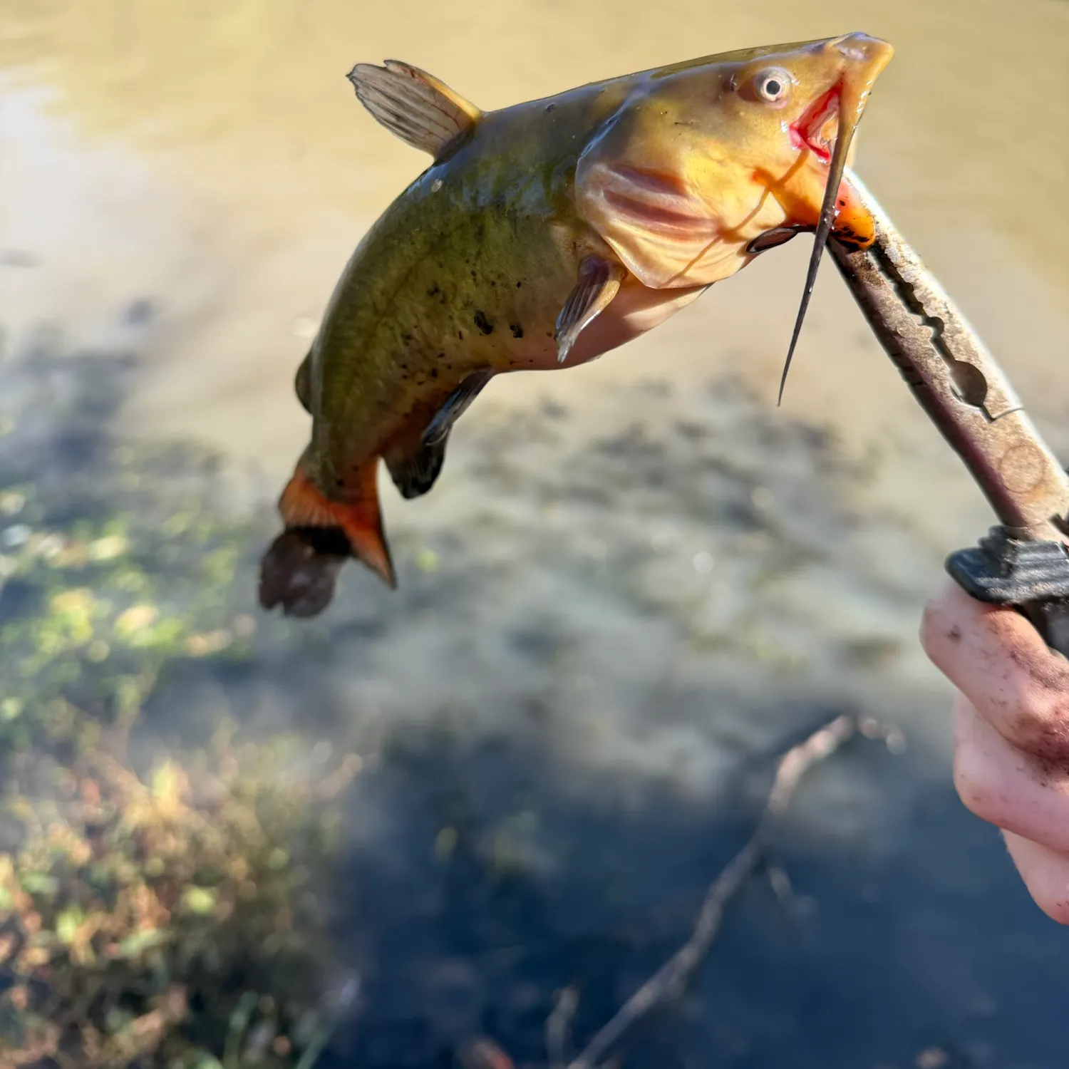 Flathead catfish caught on Fishbrain