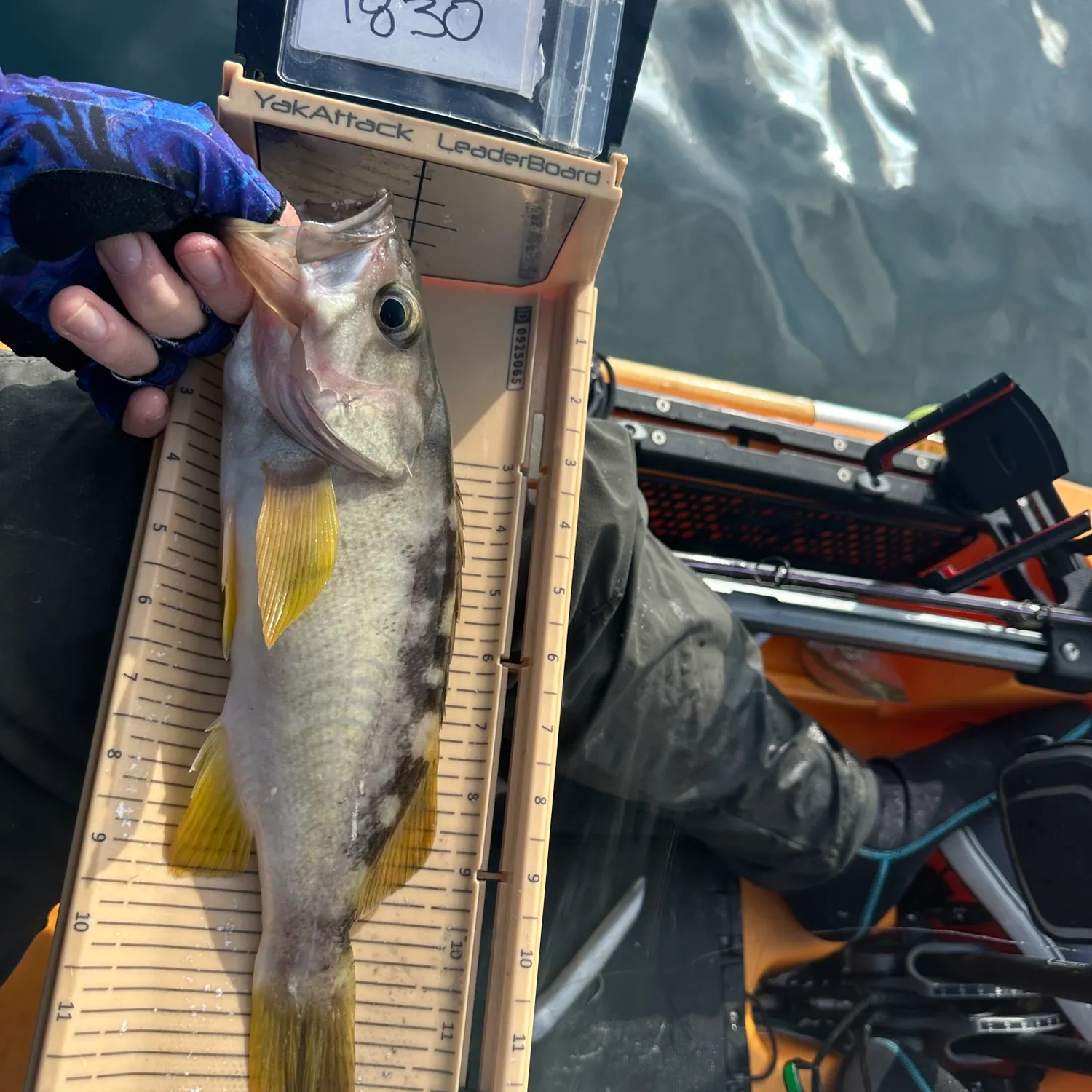 The most recent Olive rockfish catches on Fishbrain