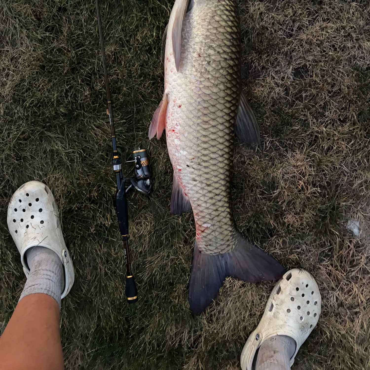 Grass carp caught on Fishbrain
