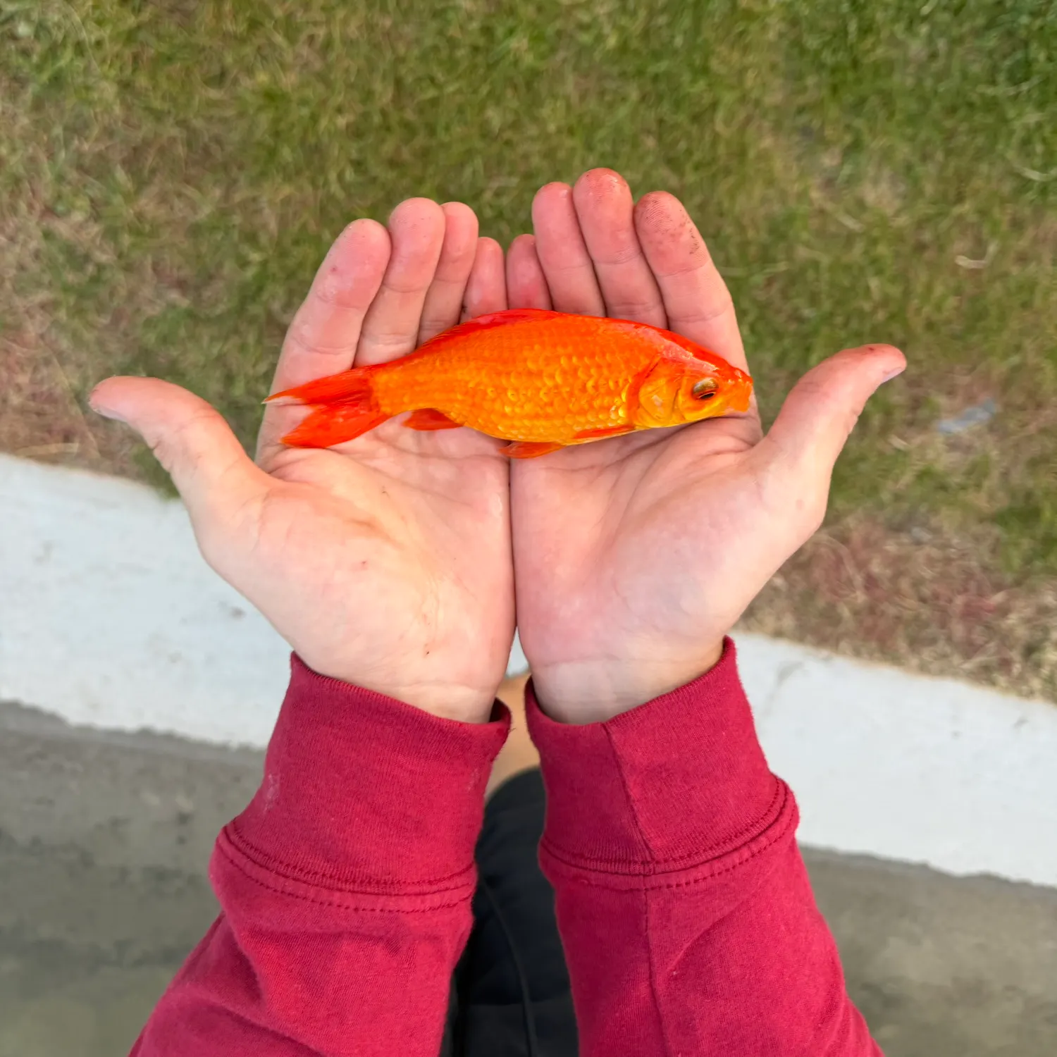 Goldfish caught on Fishbrain
