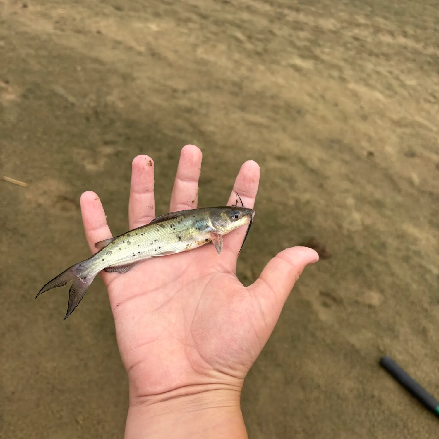 Fish caught on Fishbrain