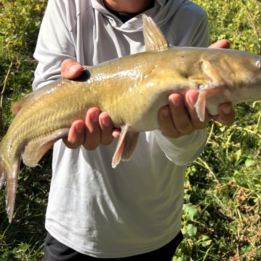 Channel catfish caught on Fishbrain