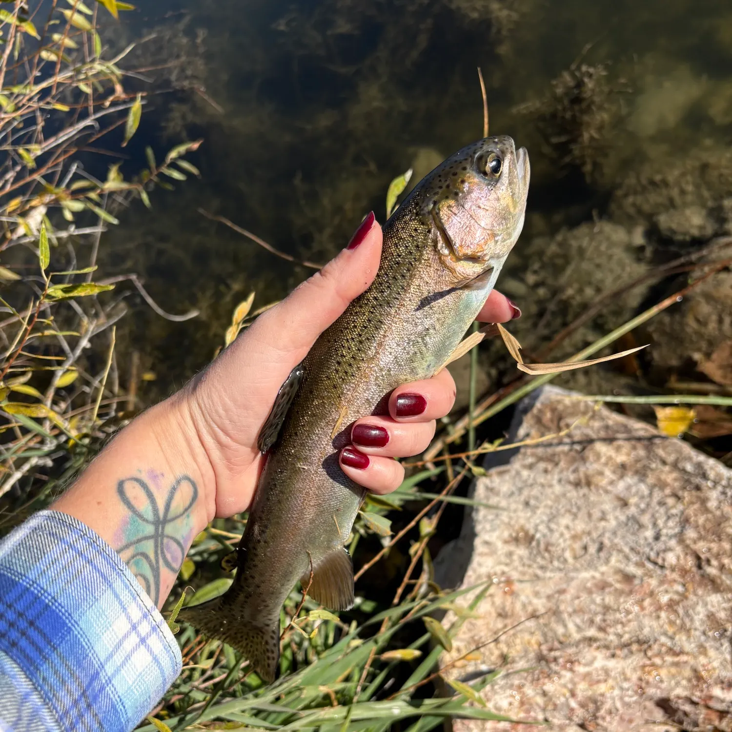 Rainbow trout caught on Fishbrain