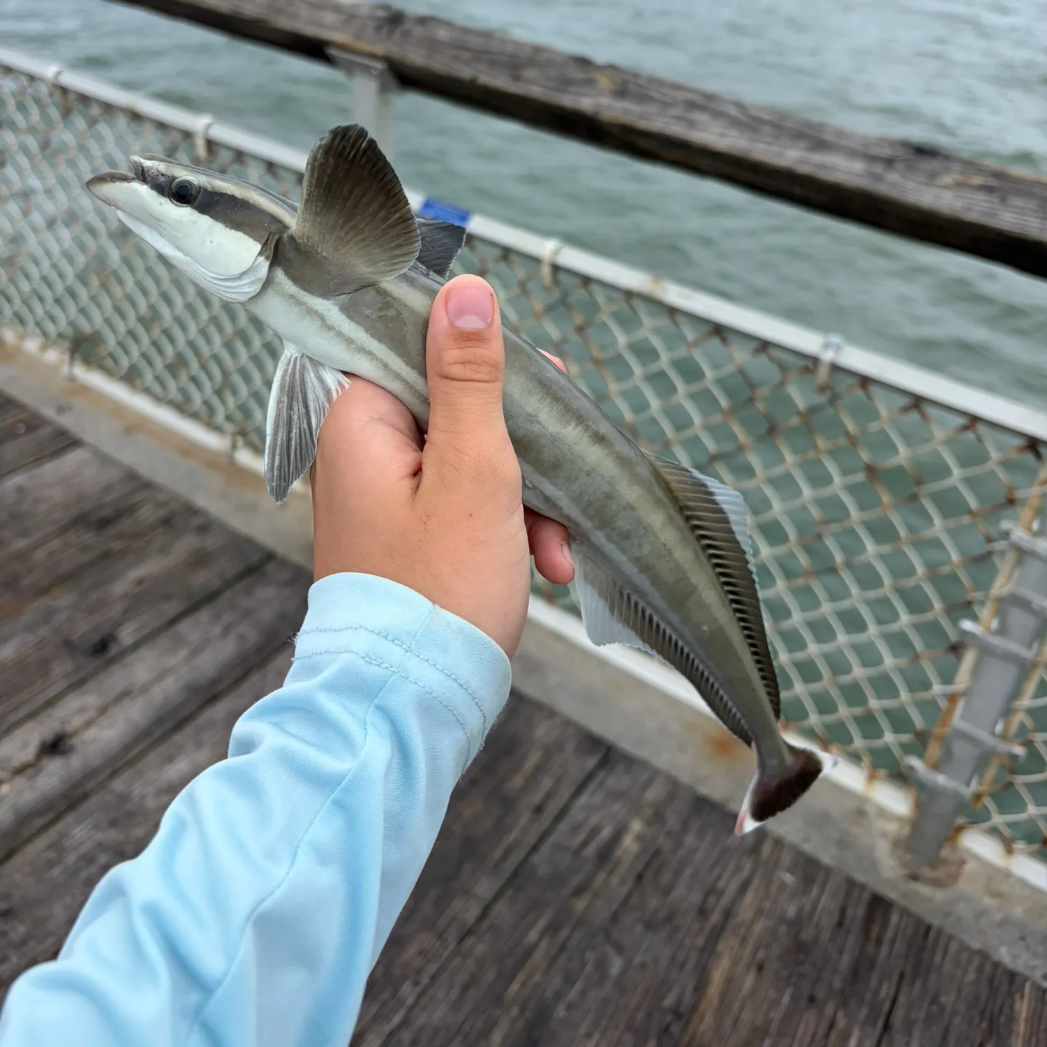 Common remora caught on Fishbrain