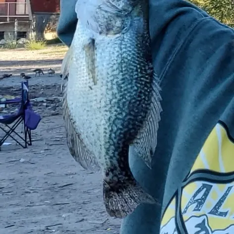 Black crappie caught on Fishbrain