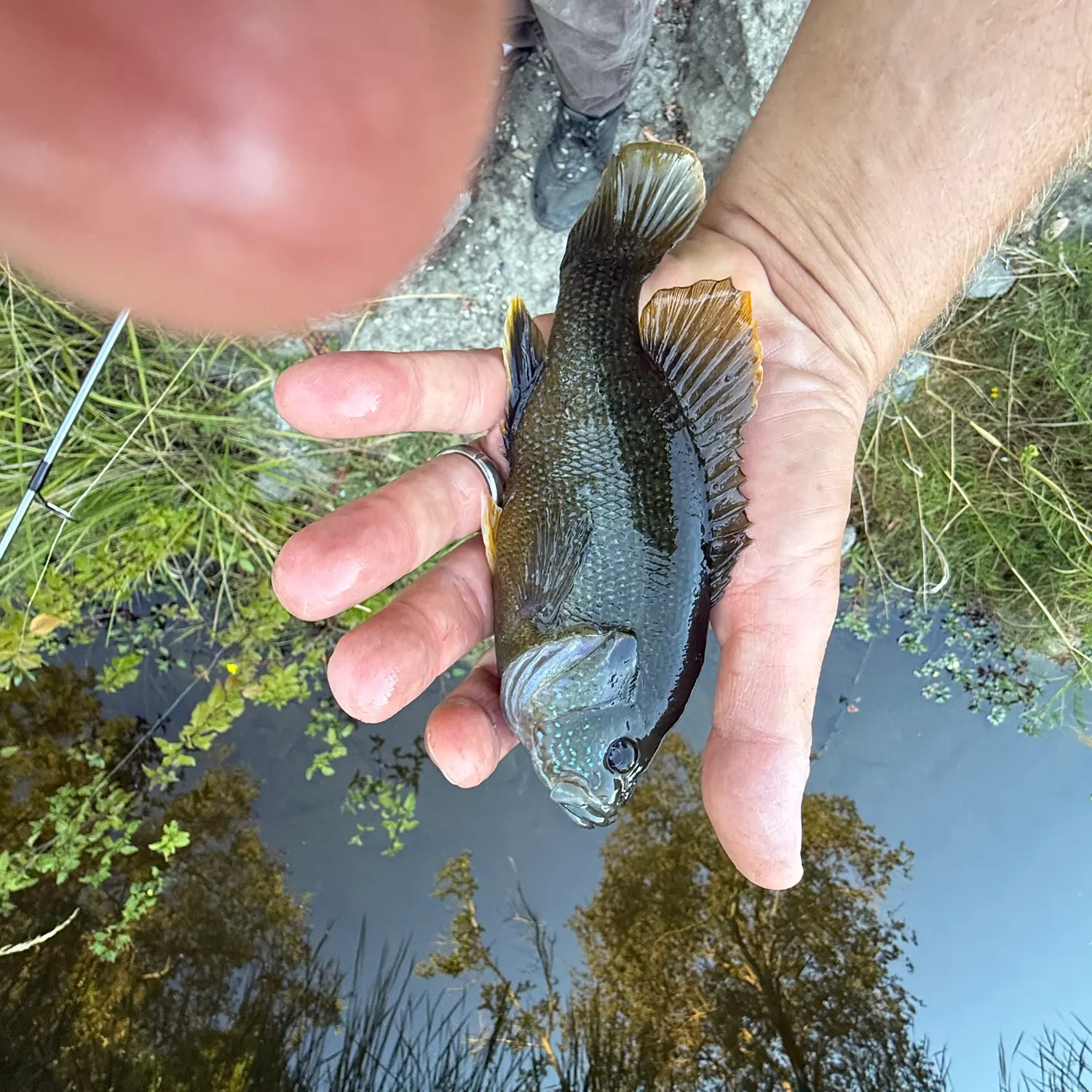 Green sunfish caught on Fishbrain