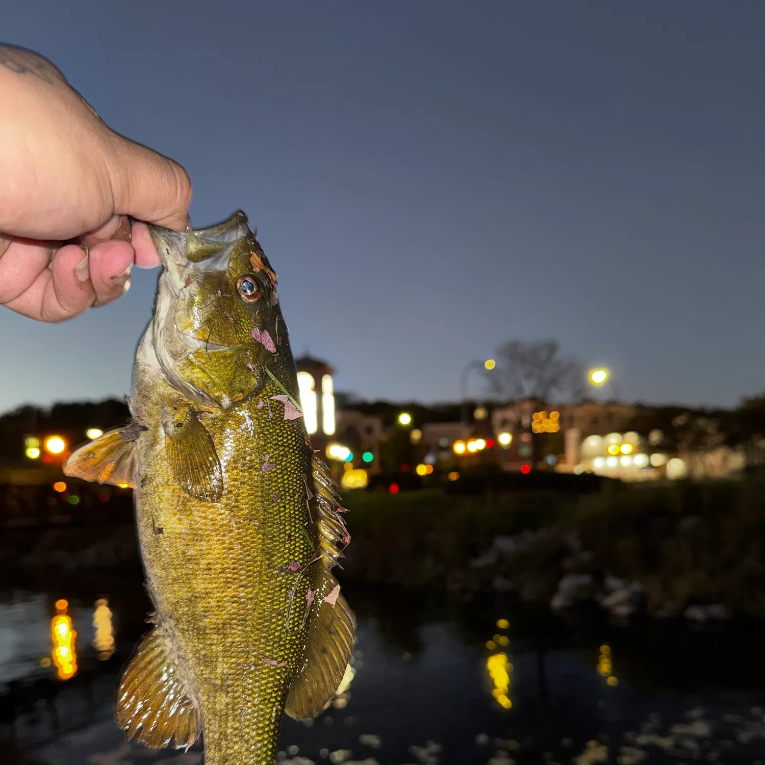 Smallmouth bass caught on Fishbrain