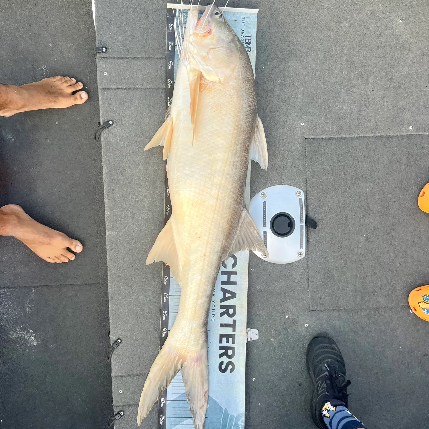 The most recent King threadfin catches on Fishbrain