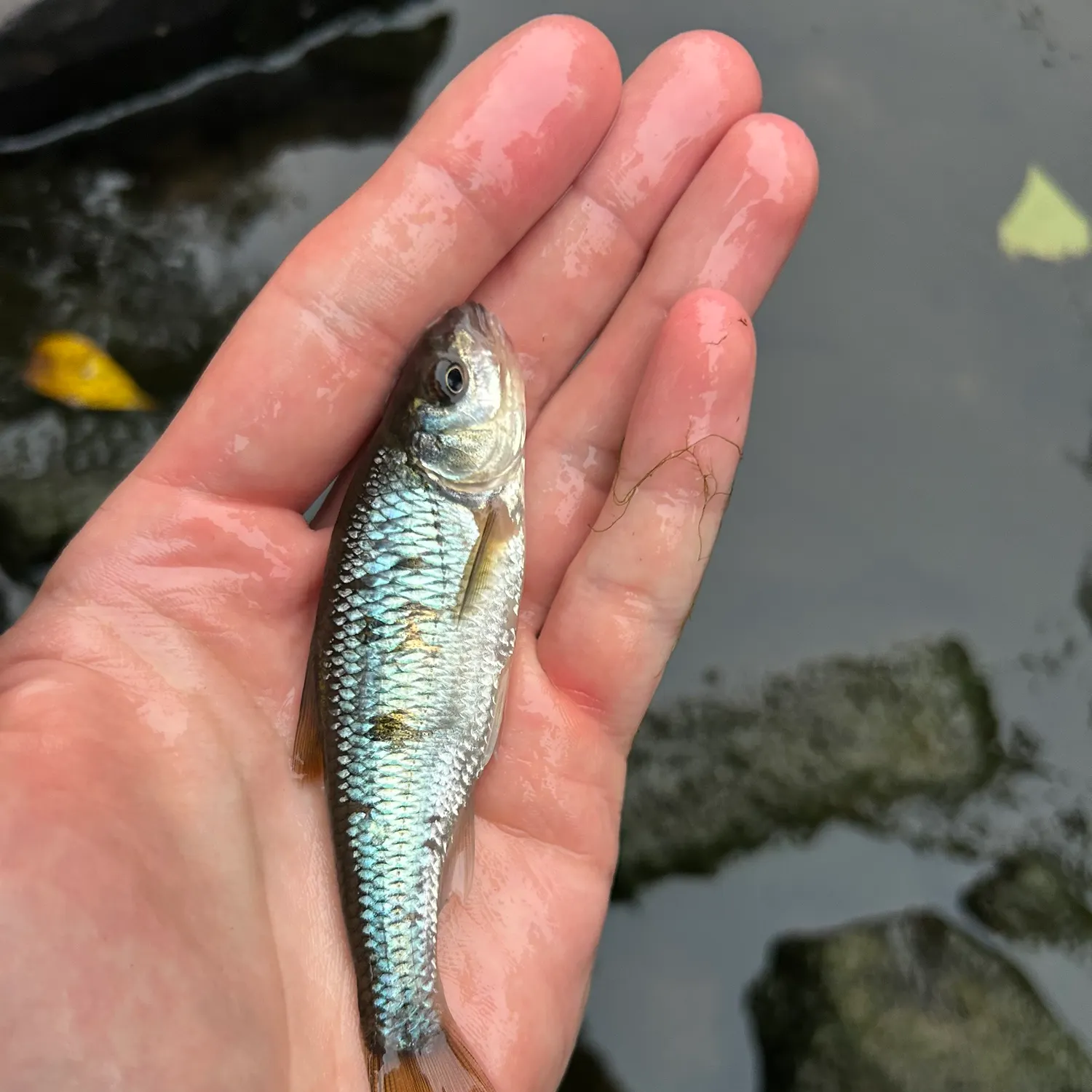 The most recent Common shiner catches on Fishbrain