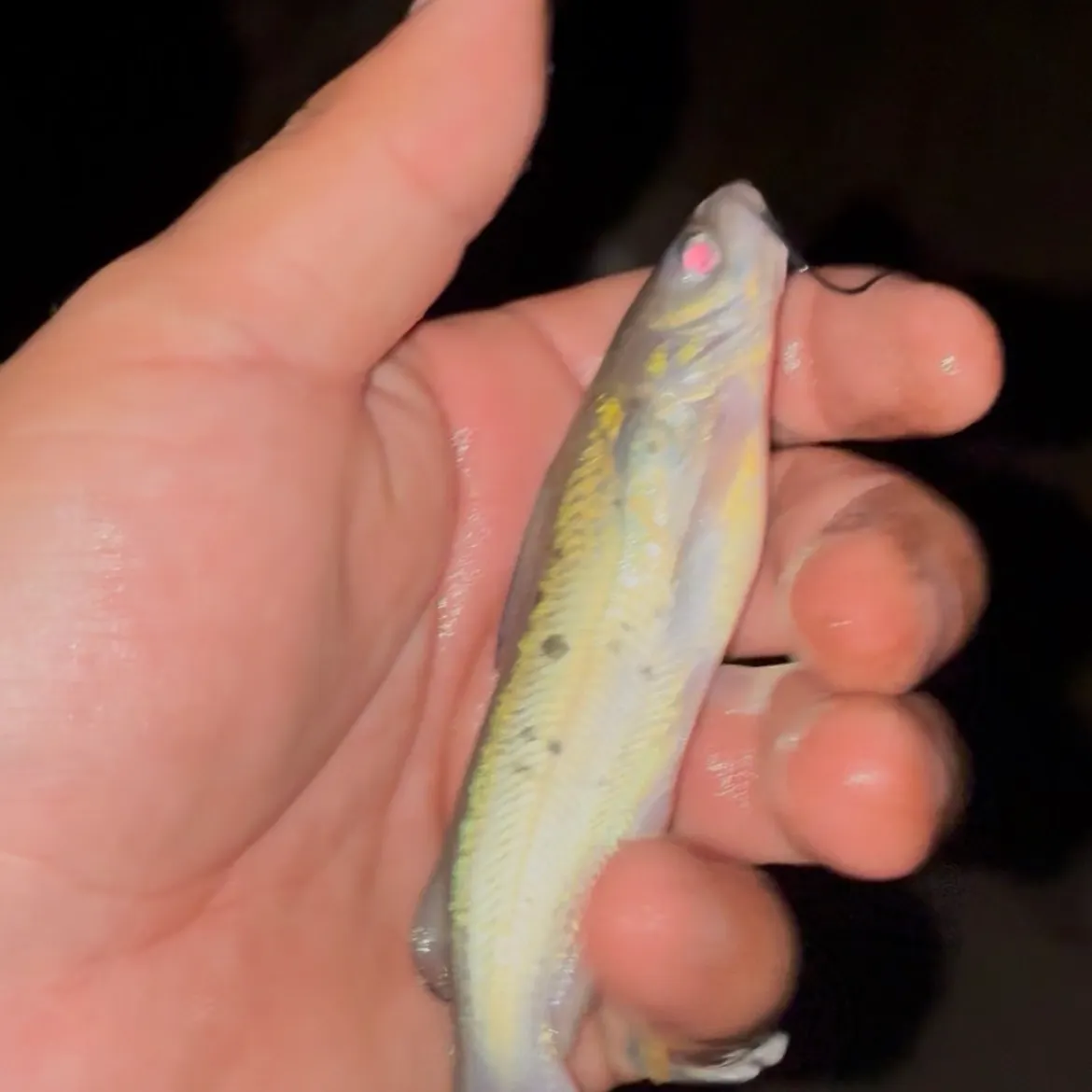 Channel catfish caught on Fishbrain