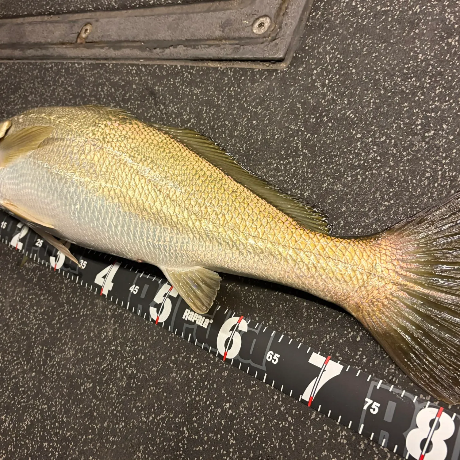 The most recent Japanese meagre catches on Fishbrain