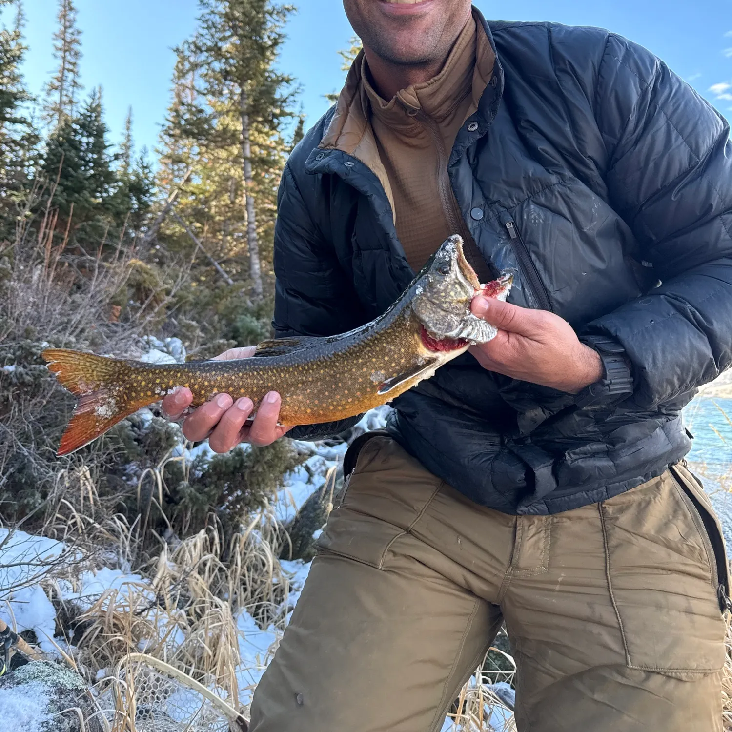 The most recent Splake catches on Fishbrain