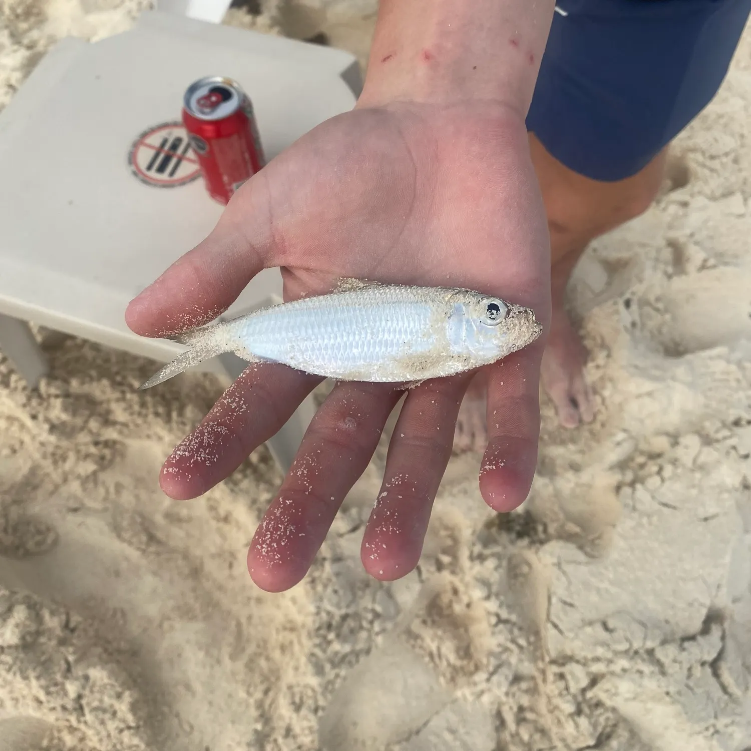 The most recent Scaled herring catches on Fishbrain