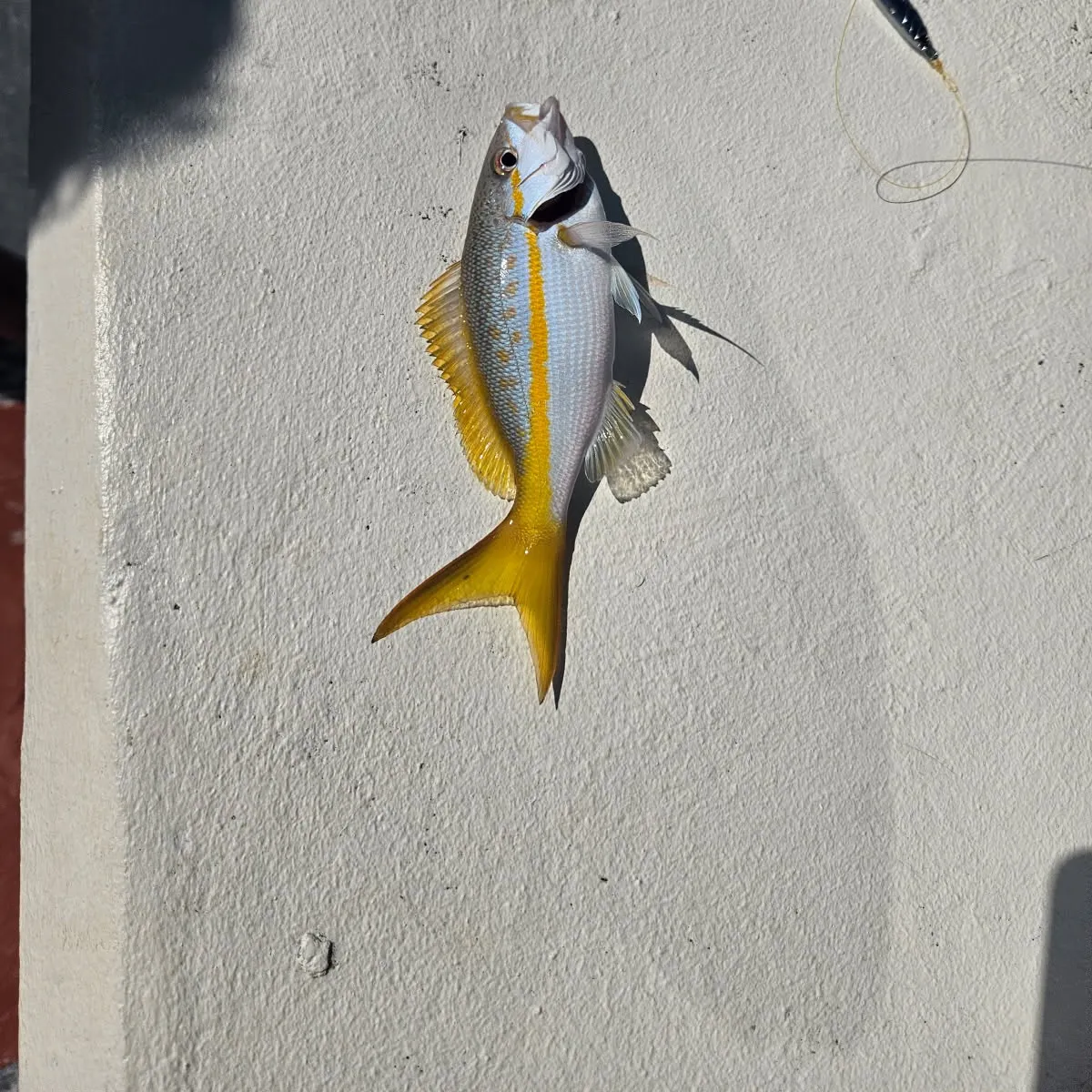The most recent Yellowtail snapper catches on Fishbrain