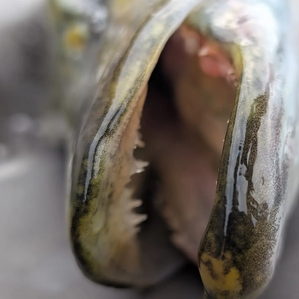 Northern pike caught on Fishbrain