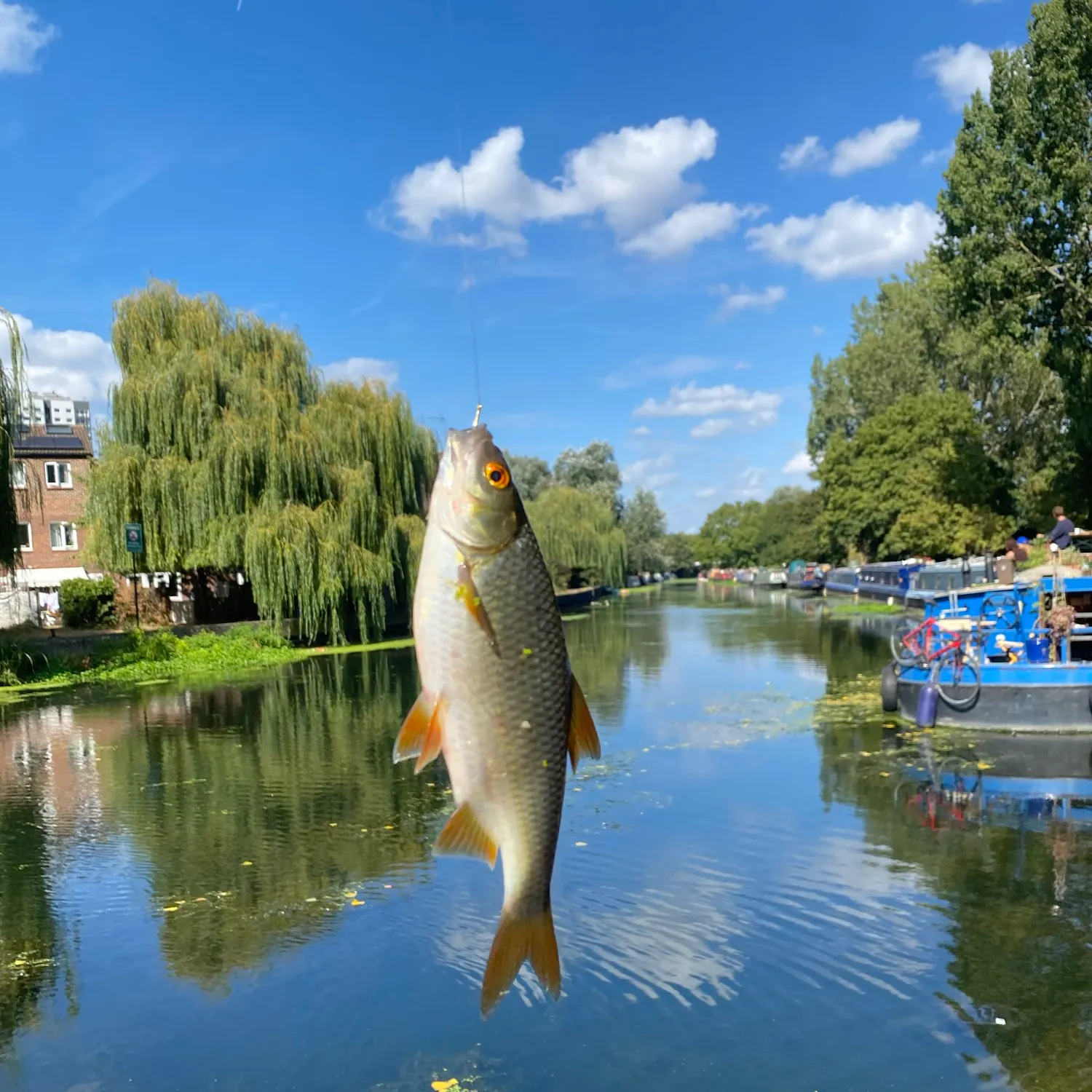 Common roach caught on Fishbrain
