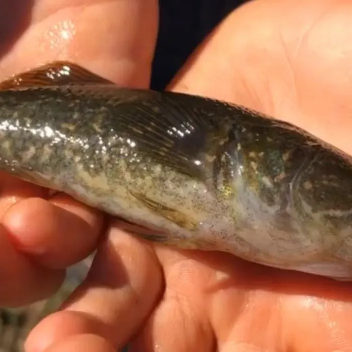 The most recent Bigmouth sleeper catches on Fishbrain