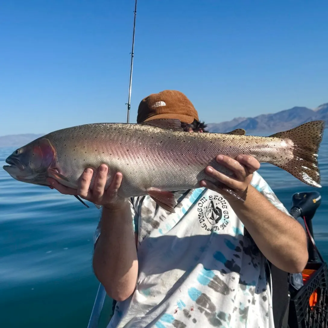 Lahontan cutthroat trout caught on Fishbrain