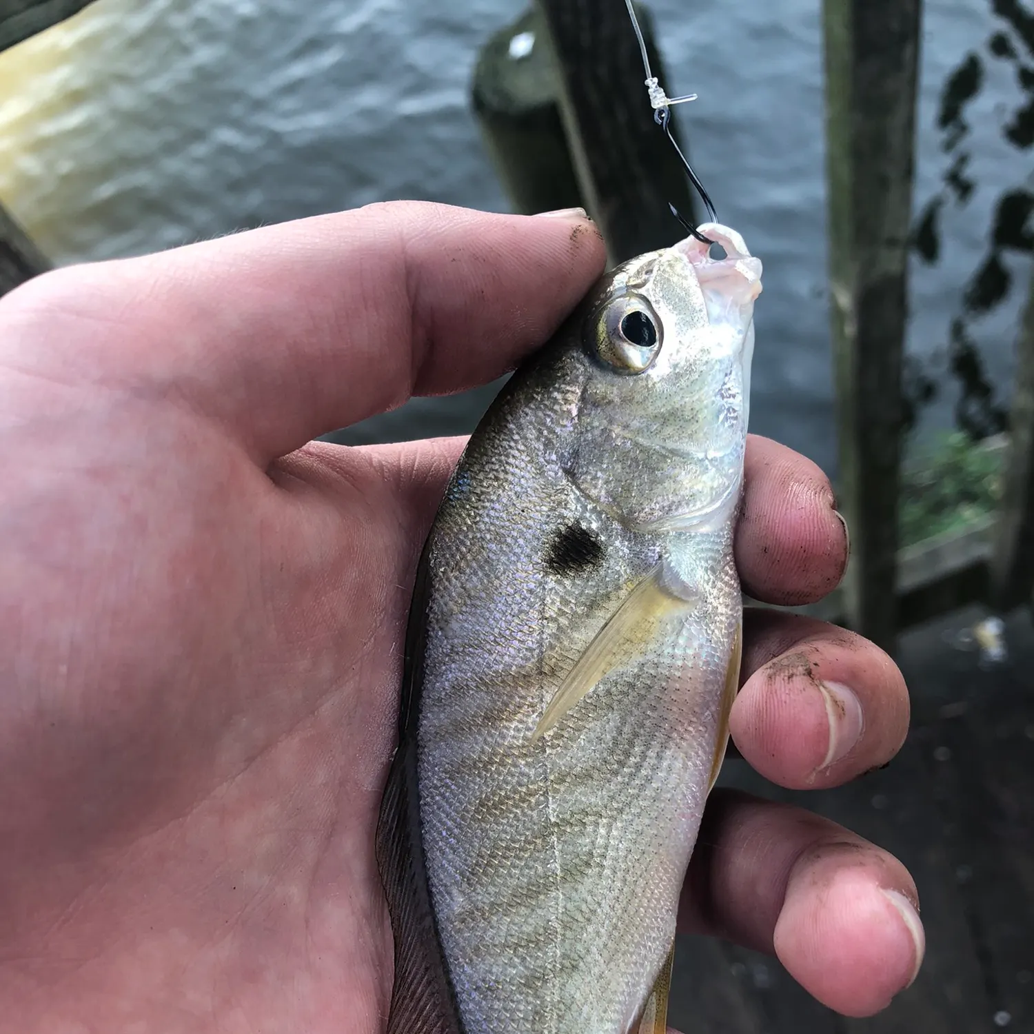 Spot croaker caught on Fishbrain