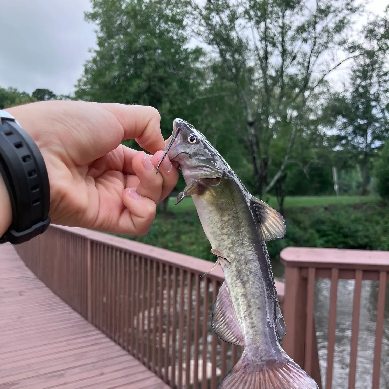 Yellow bullhead caught on Fishbrain