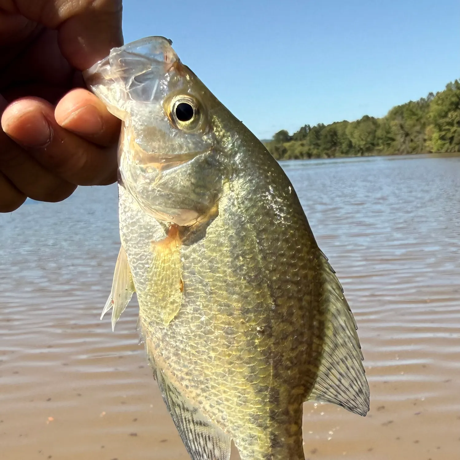 Black crappie caught on Fishbrain