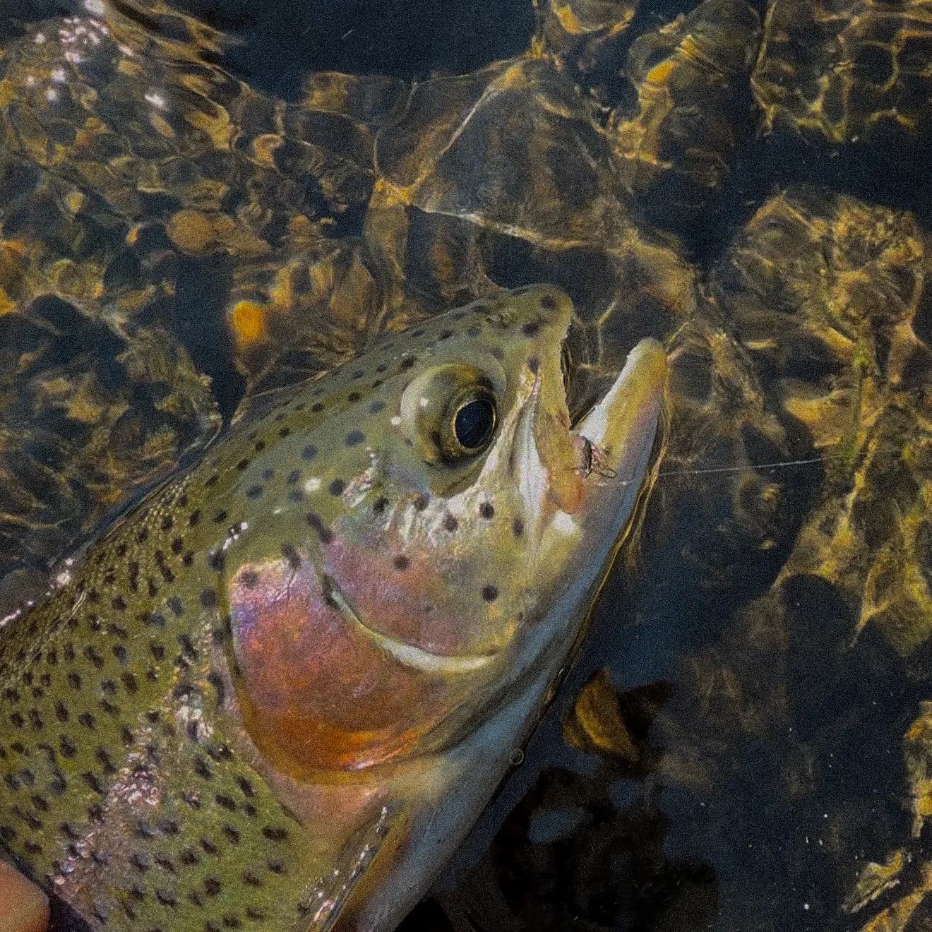 Rainbow trout caught on Fishbrain