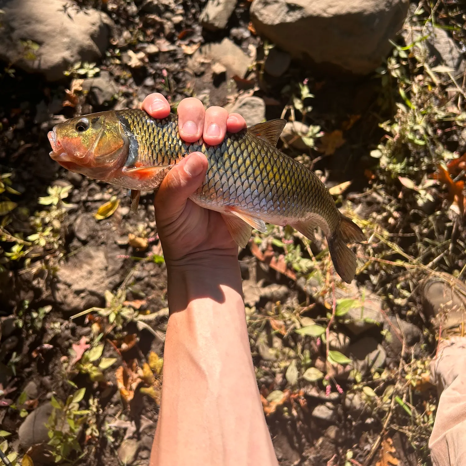 catch