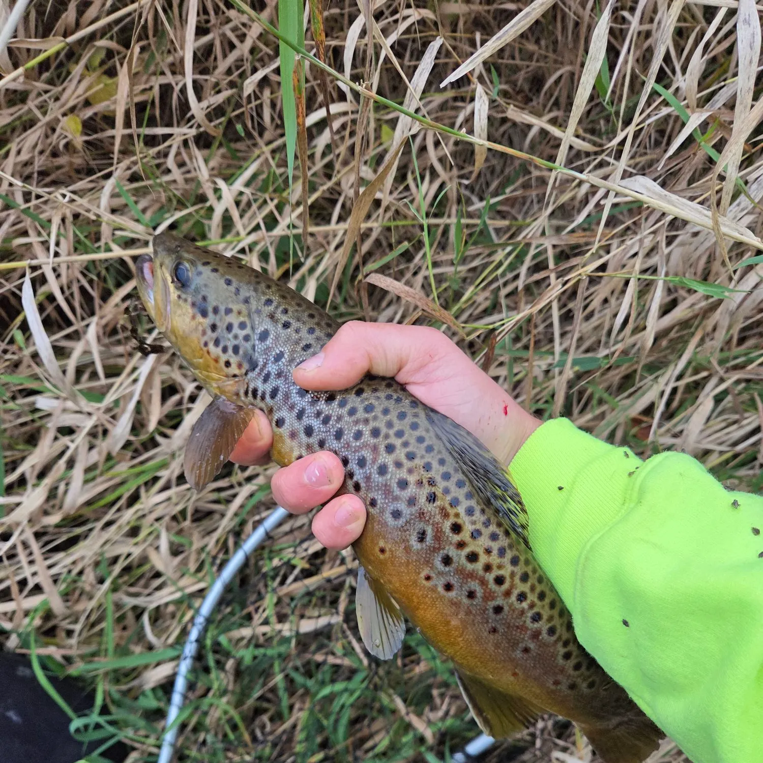 Brown trout caught on Fishbrain